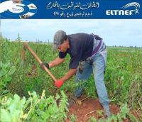 مطلوب مزارعين للسعودية غير مدخن