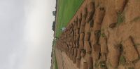 مزارع نجيلة طبيعية توريد وبيع النجيلة في جدة 0569844570