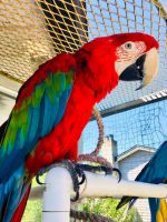 Scarlet Mcaw parrots